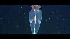 Blu - L.S. Alberto â€¢ Production