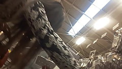 culo de escompa parte 3